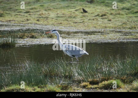 Heron, RSPB Bowling Green, Topsham, Devon, England, UK Banque D'Images