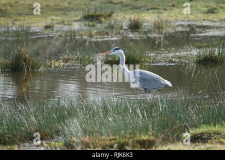 Heron, RSPB Bowling Green, Topsham, Devon, England, UK Banque D'Images