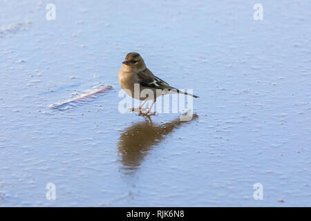 (Fringilla coelebs chaffinch femelle) debout sur une surface d'un lac gelé Banque D'Images