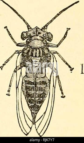 "Insectes nuisibles et l'utilisation des insecticides [microforme] : un nouveau manuel descriptif sur les insectes nuisibles, avec des méthodes pour leur répression' (1894) Banque D'Images