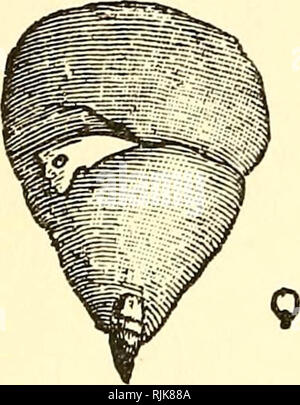 "Insectes nuisibles et l'utilisation des insecticides [microforme] : un nouveau manuel descriptif sur les insectes nuisibles, avec des méthodes pour leur répression' (1894) Banque D'Images