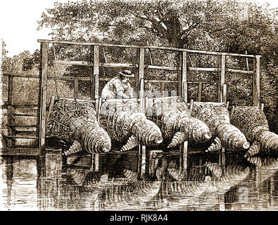 A Victorian print montrant les pièges de l'anguille en tissus de basket-ware sur la Tamise près de Londres, Royaume-Uni Banque D'Images