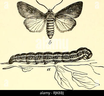 "Insectes nuisibles et l'utilisation des insecticides [microforme] : un nouveau manuel descriptif sur les insectes nuisibles, avec des méthodes pour leur répression' (1894) Banque D'Images