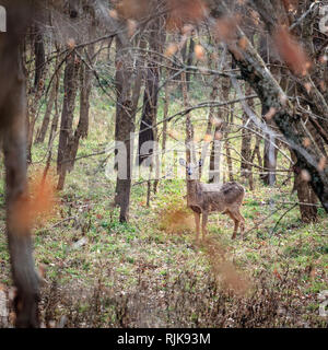 Whitetail deer femelles dans les bois dans le centre du Kentucky à l'automne Banque D'Images