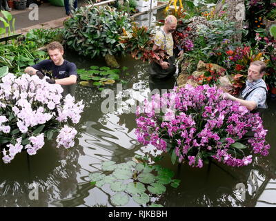 Kew Gardens, London, UK. Feb 6, 2019. Jardiniers préparer l'Orchid Festival commençant le 9 février Crédit : Anthony Collins/Alamy Live News Banque D'Images