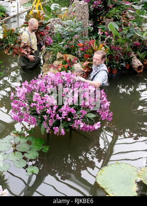 Kew Gardens, London, UK. Feb 6, 2019. Jardiniers préparer l'Orchid Festival commençant le 9 février Crédit : Anthony Collins/Alamy Live News Banque D'Images