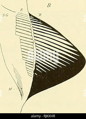 . L'Bashford Dean memorial volume :. Poissons, requins, poissons, combustibles. . Veuillez noter que ces images sont extraites de la page numérisée des images qui peuvent avoir été retouchées numériquement pour plus de lisibilité - coloration et l'aspect de ces illustrations ne peut pas parfaitement ressembler à l'œuvre originale.. Dean, Bashford, 1867-1928 ; Gudger, E. W. Eugene (Willis), 1866-1956. New York : [Musée Américain d'Histoire Naturelle], Banque D'Images