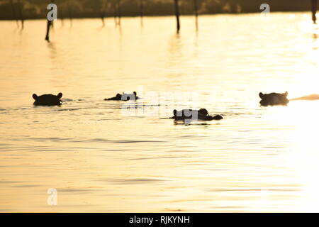 Hippo , lac Kariba , Zimbabwe Banque D'Images