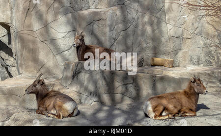 Le Mouflon des montagnes dans la région de Denver Zoo Banque D'Images