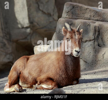 Le Mouflon des montagnes dans la région de Denver Zoo Banque D'Images