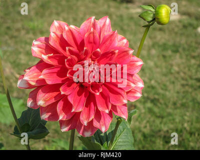 Photographie rapprochée d'une fleur de Dahlia de couleur rose et de son bourgeon en plein soleil de jardin vert. Banque D'Images