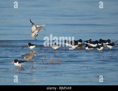 Curlew Numenius arquata,, l'atterrissage, la baie de Morecambe, Lancashire, UK Banque D'Images