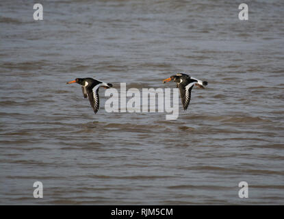 Deux d'Eurasie, de l'huîtrier Haematopus ostralegus, en vol, au-dessus de l'eau, la baie de Morecambe, Lancashire, UK Banque D'Images