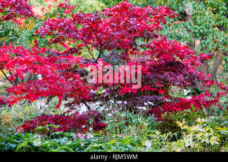 Ventilateur rouge dans le jardin d'automne de l'érable Banque D'Images