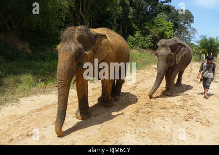 Deux éléphants femelles avec leur soignant dans 'Elephant Sanctuary', à Krabi, Thaïlande. Banque D'Images