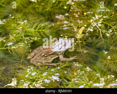 Grenouille des marais étang assis dans la tête Banque D'Images