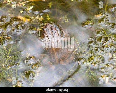 Grenouille des marais étang assis dans la tête Banque D'Images