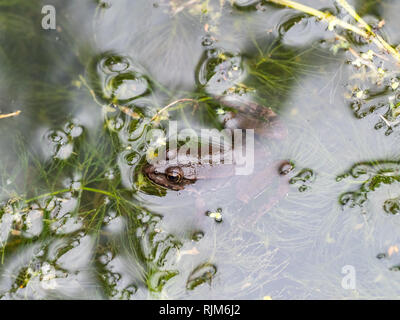 Grenouille des marais étang assis dans la tête Banque D'Images