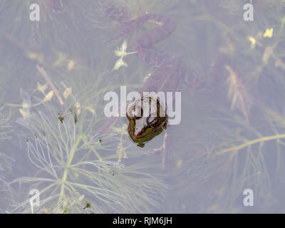 Grenouille des marais étang assis dans la tête Banque D'Images