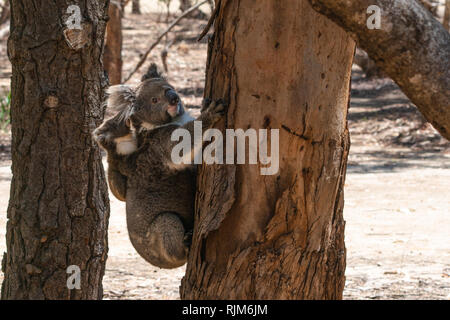 Koalas sauvages sur un tronc d'arbre d'Eucalyptus avec la mère portant son bébé koala sur son dos sur Kangaroo Island SA Australie Banque D'Images