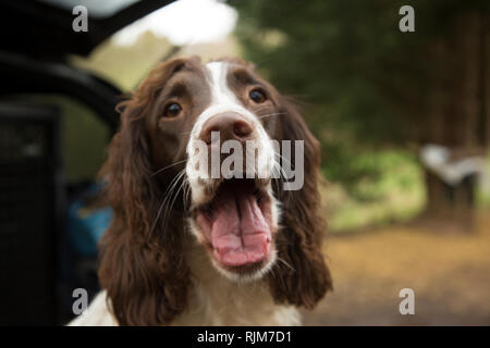 Springer spaniel à pheasant shoot, chien de travail, l'attente pour travailler sur un jour hivers en Angleterre durant la saison de pousse de faisan Banque D'Images