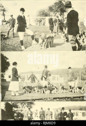 . Le beagle dans l'Amérique et l'Angleterre. Beagles (chiens). L'EDH&amp;SI. Veuillez noter que ces images sont extraites de la page numérisée des images qui peuvent avoir été retouchées numériquement pour plus de lisibilité - coloration et l'aspect de ces illustrations ne peut pas parfaitement ressembler à l'œuvre originale.. Prentice, Henry Wilson, 1872-. De Kalb, dans l'Illinois , Chronicle Publishing Co. ] Banque D'Images