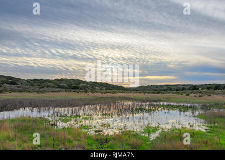 En janvier de mares printanières, Fort Ord National Monument, le comté de Monterey Californie Banque D'Images