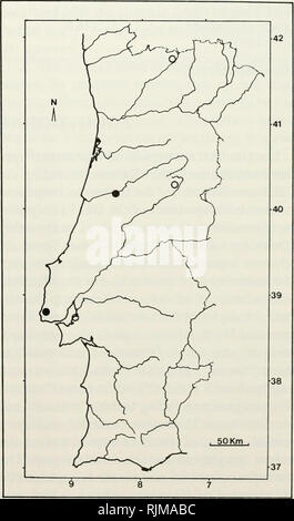 . Les chauves-souris du Portugal : la zoogéographie et systématique. Les chauves-souris -- Portugal. Fig. 37. Oreille de Miniopterus schreibersii montrant la caractéristique de forme carrée. Modification de Gaisler et al. (1957). Famille Molossidae c'est une famille largement répandue occupant l'Éthiopien, néotropicale, Oriental, et les régions de l'Australie ; il s'étend jusqu'au sud de la sous-régions paléarctique et néarctique. L'Molossidae est une grande famille (environ 90 espèces et 11 genres), mais une seule espèce arrive à l'Europe. La famille Molossidae est facilement reconnu par la queue qui visiblement des projets au-delà du nombre relativement n Banque D'Images