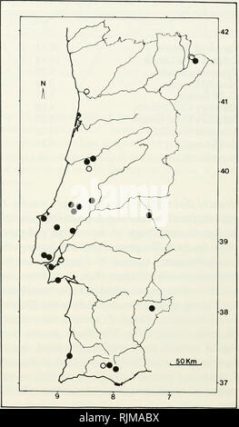 . Les chauves-souris du Portugal : la zoogéographie et systématique. Les chauves-souris -- Portugal. 38 PUBLICATIONS DIVERSES nomic statut de Miniopterus basé sur embryon- caractères logiques. Genre Miniopterus Distribution n'est que dans la famille (voir ci-dessus). Une seule espèce, Miniopterus schreibersii, ex- ists au Portugal. La formule dentaire est : je 2/3, C 1/1, 3/3, 3/3 P M  = 38. La présence de la très petite anteriormost prémolaire supérieure a été remarqué récemment (Mein et Tupinier, 1977) ; il est souvent absente dans les crânes nettoyés. MINIOPTERUS SCHREIBERSII (Kuhl, 1819).-Distribution Miniopterus schreibersii est essentiellement une trop Banque D'Images