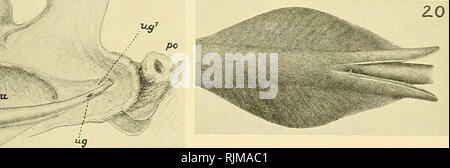 . L'Bashford Dean memorial volume :. Poissons, requins, poissons, combustibles. . Veuillez noter que ces images sont extraites de la page numérisée des images qui peuvent avoir été retouchées numériquement pour plus de lisibilité - coloration et l'aspect de ces illustrations ne peut pas parfaitement ressembler à l'œuvre originale.. Dean, Bashford, 1867-1928 ; Gudger, E. W. Eugene (Willis), 1866-1956. New York : [Musée Américain d'Histoire Naturelle], Banque D'Images