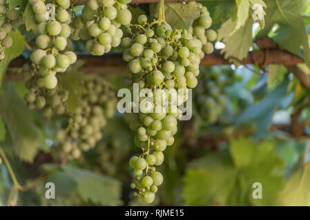 Raisins verts sur une vigne, plusieurs branches Banque D'Images