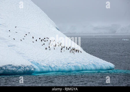 Adelie penguin group d'oiseaux debout sur la glace et de la neige en Antarctique Banque D'Images