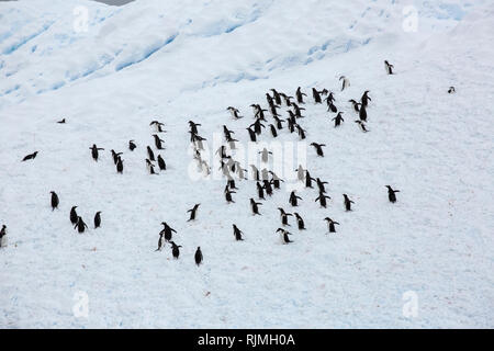 Adelie penguin group d'oiseaux debout sur la glace et de la neige en Antarctique Banque D'Images