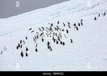 Adelie penguin group d'oiseaux debout sur la glace et de la neige en Antarctique Banque D'Images