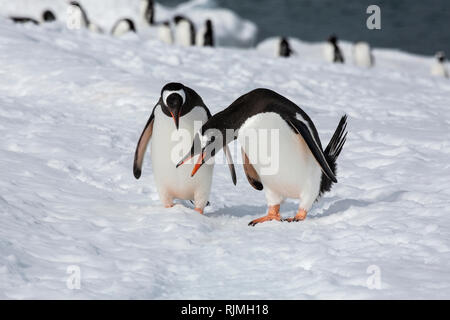 Gentoo pingouin, groupe d'adultes debout sur la glace et la neige en colonie de reproduction, l'Antarctique Banque D'Images