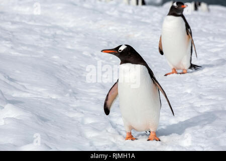 Gentoo pingouin, groupe d'adultes debout sur la glace et la neige en colonie de reproduction, l'Antarctique Banque D'Images