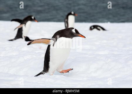 Gentoo pingouin, groupe d'adultes debout sur la glace et la neige en colonie de reproduction, l'Antarctique Banque D'Images