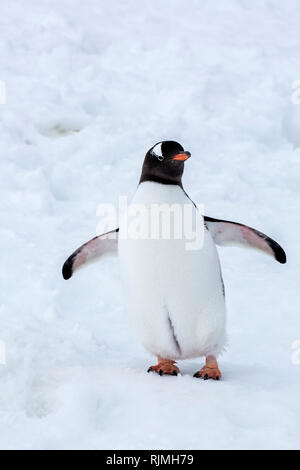 Gentoo pingouin adulte seul debout sur la neige et la glace près de colonie de reproduction, l'Antarctique Banque D'Images