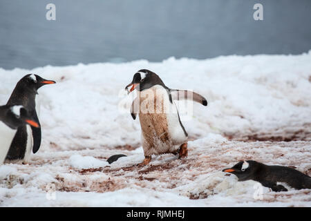 Gentoo pingouin, groupe d'adultes debout sur la glace et la neige en colonie de reproduction, l'Antarctique Banque D'Images