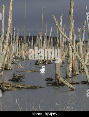 L'eau sur une piscine Swan entre les arbres morts. Penne River, de l'Allemagne. Banque D'Images