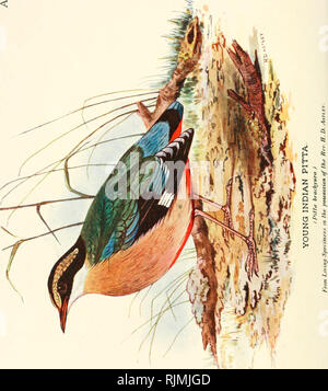 . Le magazine de l'aviculture. L'Aviculture ; oiseaux ; les oiseaux de volière. . Veuillez noter que ces images sont extraites de la page numérisée des images qui peuvent avoir été retouchées numériquement pour plus de lisibilité - coloration et l'aspect de ces illustrations ne peut pas parfaitement ressembler à l'œuvre originale.. Société de l'aviculture. [Ascot, Berkshire, etc. , la société aviculture, etc. ] Banque D'Images