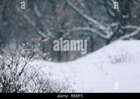 Paysage d'hiver. Il neige dans les bois en hiver. Les branches des arbres et arbustes sous la neige Banque D'Images