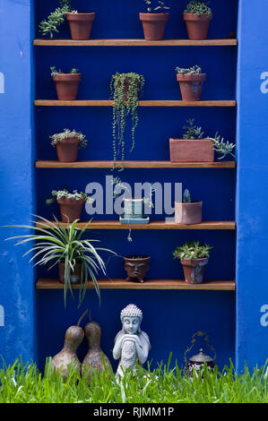 Design intérieur magnifique avec étagères bleu vif avec cactus cacti organisé sur eux et une petite statue de Bouddha Banque D'Images