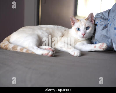 La flamme Mitzie point Siamese sur le lit Banque D'Images