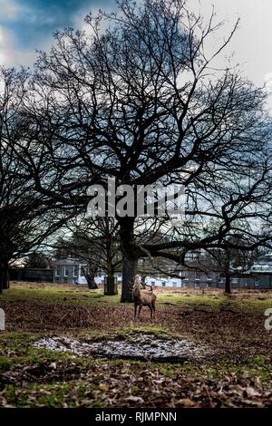 Grand mâle alpha Red Deer Stag sous Grand Chêne, Bushy Park, Royaume-Uni. Banque D'Images