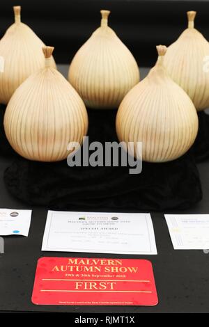 Les oignons dans la tente de produire à l'automne de Malvern Show, sur les trois comtés Showground, Malvern, Worcestershire, Angleterre. Sept 2018 Banque D'Images