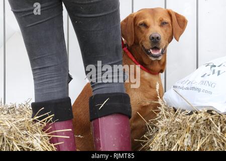 Un chien est assis patiemment avec son propriétaire Banque D'Images