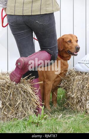 Un chien est assis patiemment avec son propriétaire Banque D'Images