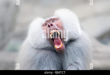 Singe babouin Dr Pavian, genre Papio crier à haute voix avec une grande bouche ouverte et montrant des dents bien prononcé d'une voix forte et un comportement dominant. Des profils Banque D'Images