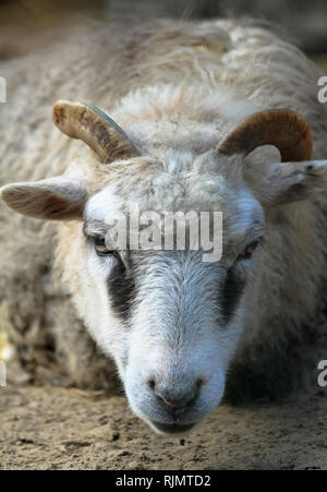 Portrait de près avec des cornes de chèvre blanche à regarder droit dans la caméra. Photo prise à partir d'un angle faible près du sol. Banque D'Images